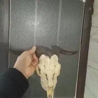 جمجمه و شاخ تزئینی