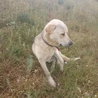 تولهسگ9ماهه
