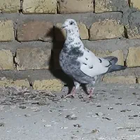 طوقی رنگی، سرور، ریش|پرنده|یزد, |دیوار