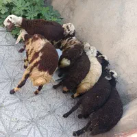 فروش بره علف خور
