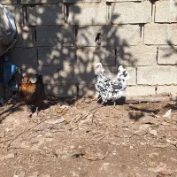 فروش تخم مرغ و مرغ گلین لری|حیوانات مزرعه|گرگان, |دیوار