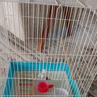 قفس پرنده|لوازم جانبی حیوانات|مشکیندشت, |دیوار