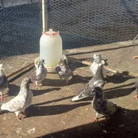 کبوتر تکپر وپرشی