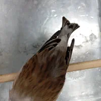 سهره‌قناری