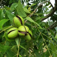 کارگر گردو تکون