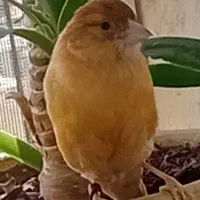 قناری نروماده