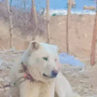 سگ گله نگهبانی|سگ|اشنویه, |دیوار