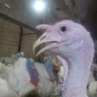 بوقلمون گوشتی