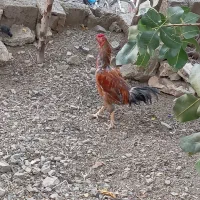 خروس دورگه