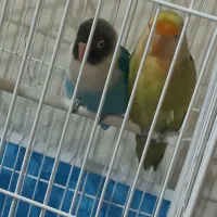 طوطی برزیلی جفت با قفس و وسایل کامل