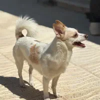 واگذاری سگ