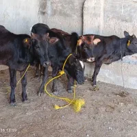 دوستان 4عددگوساله ماده پرواری نیم گوشت