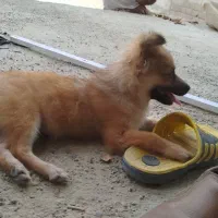 سگ پا کوتاه خانگی