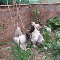 مرغ و خروس برهما اصل