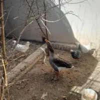 فروش مرغ بومی و غاز