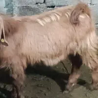 سه عدد بز پاکستانی|حیوانات مزرعه|جلین, |دیوار