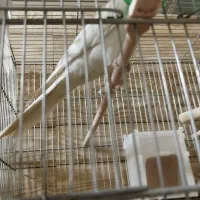 فروش انواع نژاد عروس هلندی مولد و جوجه|پرنده|ایلام, |دیوار