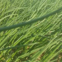 نشای پیاز قرمز|گل و گیاه طبیعی|بوستان, |دیوار