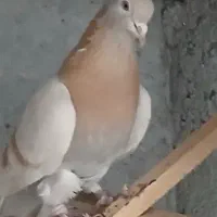 ی دونه ماده زرد پرشی بدرد بخور بفروش میرسد