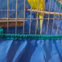 مرغ عشق|پرنده|دورود, |دیوار