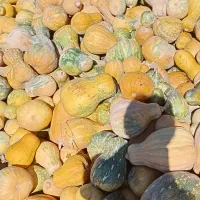 ضایعات کدو حلوایی بورانی برای دام|خوردنی و آشامیدنی|مرادلو, |دیوار