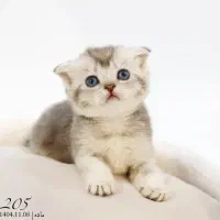 گربه اسکاتیش/بریتیش