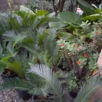 فروش گل و گیاه|گل و گیاه طبیعی|رودسر, |دیوار