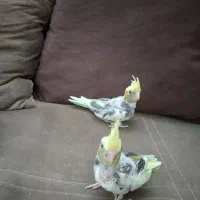 ۳عدد جوجه عروس هلندی