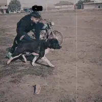 الابای دوساله نر