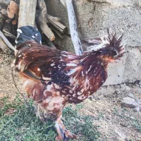 خروس سلطانی