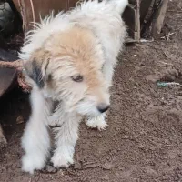 1عدد سگ پشم آلود به فروش میرسد.|سگ|رحیمآباد, |دیوار