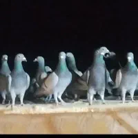 کبوتر .