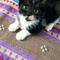 گربه نر