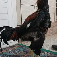 مرغ خروس لاری تاجمهر اسطوره|حیوانات مزرعه|تهران, پرواز|دیوار