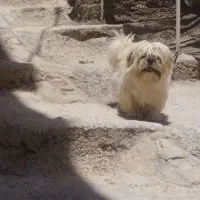 سگ‌ شیتزو سوپر فلت