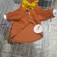 پامر اشپیتز|سگ|اقلید, |دیوار