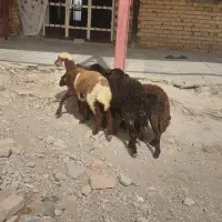 بره ماده افشار