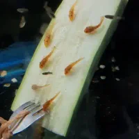 کت پوزه بوته ای /ماربل/پلکو/لجنخوار