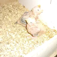 دو‌عدد جوجه عروس هلندی