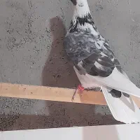 کبوترپرشی‌دونه‌ای‌۶۰۰