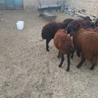 تعداد ۰ا راس بره ماده|حیوانات مزرعه|فریمان, |دیوار