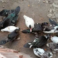 اسرائیلی درجه یک