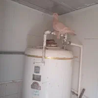 کبوترراعب