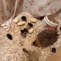 جوجه|حیوانات مزرعه|شوشتر, |دیوار