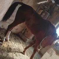اسب درشوری|اسب و تجهیزات اسب‌سواری|کازرون, |دیوار