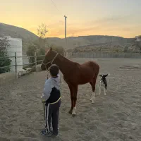اسب