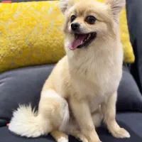 سگ فروشی|سگ|کرمان, |دیوار