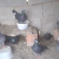 کبوترمسابقه ای