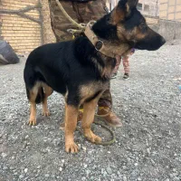 ژرمن ماده|سگ|فردیس, فرامرزیه|دیوار