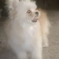 سگ فروشی|سگ|میناب, |دیوار